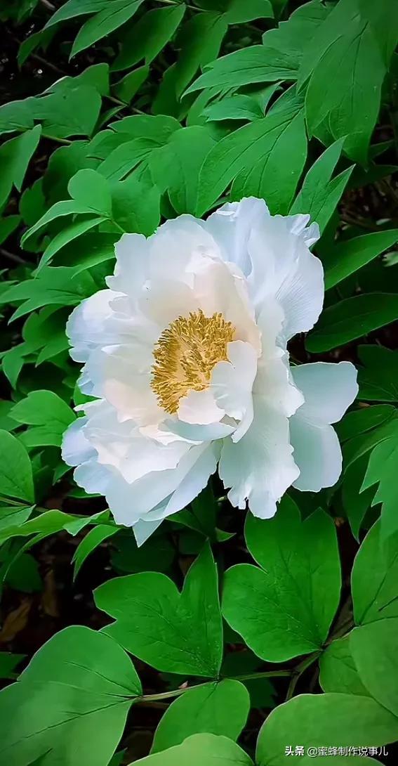 适合做微信头像的花朵图片，微信头像风景花朵图片     春暖花开（春暖花开的季节，美如仙境）