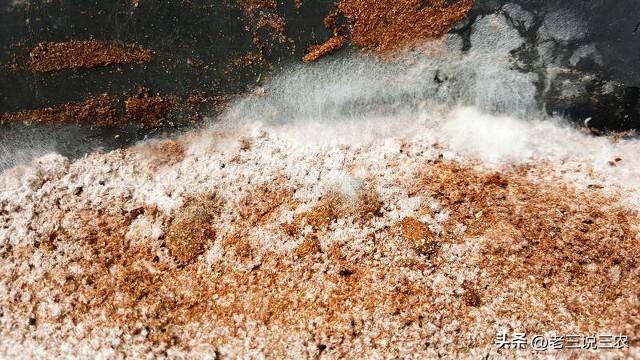 米糠的功效与作用，小米糠的功效与作用（医生告诉你答案，早知道早受益）