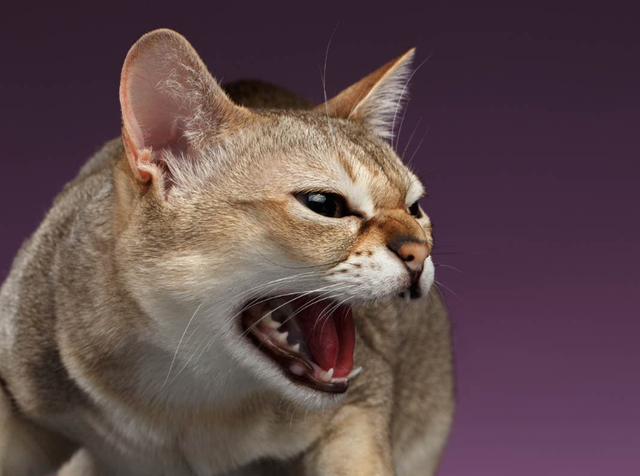 怎么理解猫咪的叫声和动作，怎样理解猫咪的叫声（猫叫的意思，你能正确读懂么）