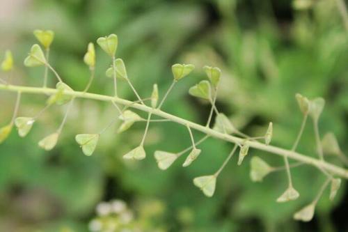 独行菜和荠菜图片