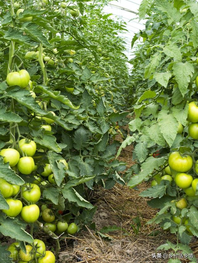 什么东西又大又红，又大又红的什么东西（学会了果实又大、又红、又好吃）