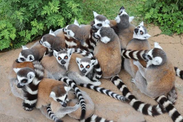 下雨了动物们都有什么样的表现，动物在下雨前有哪些表现（动物园里动物们都在干嘛）