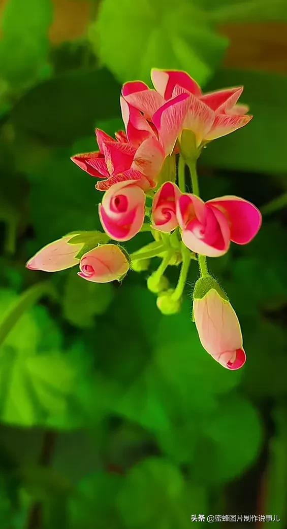 五彩缤纷图片,壁纸美图,百花盛开,争芬斗艳,五彩缤纷