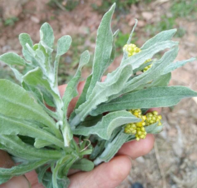 野菜的种类，野菜的种类名称及图片（120种野菜介绍）