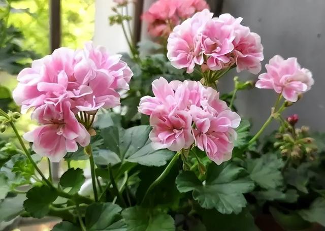 什么花盆栽好养四季开花，7种花很“勤奋”