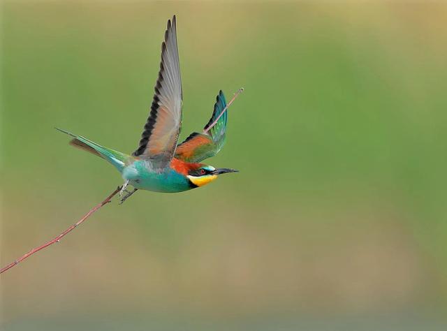 黄喉蜂虎最早什么年代出现的，黄喉蜂虎