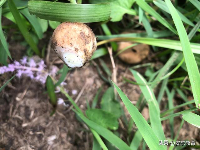 绵枣可以吃吗，绵枣儿能长期吃吗（它只是不知名的野花）