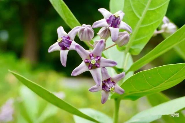 鲜花的花语和花的数目的寓意，鲜花数量的寓意（100种迷人的“数字花”）