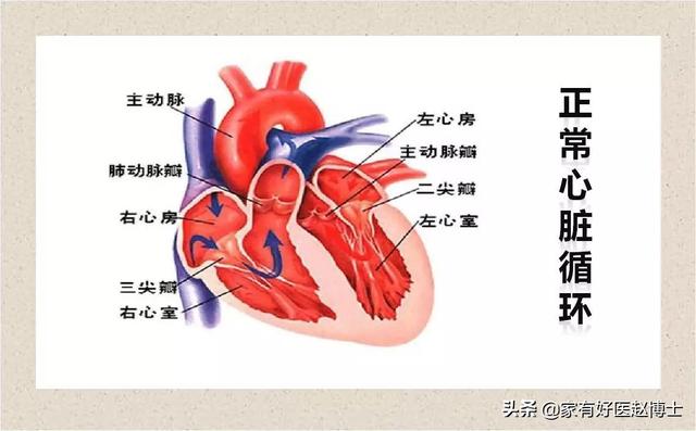 主动脉瓣轻度反流说明什么，主动脉瓣反流少量是啥意思（左室舒张功能减退、瓣膜轻度反流）