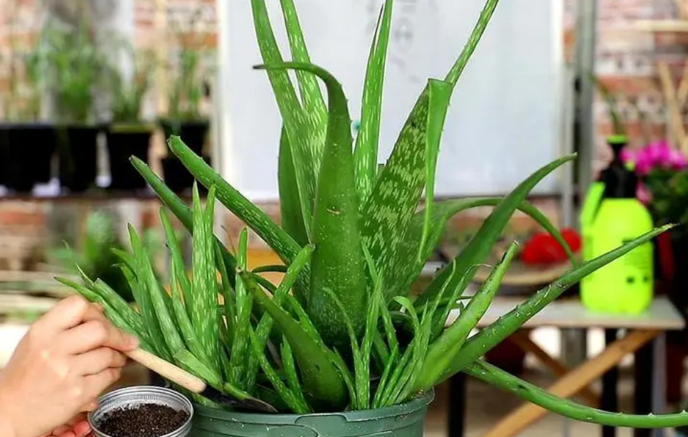 如何正确选择阳台植物 阳台怎样设计种绿植