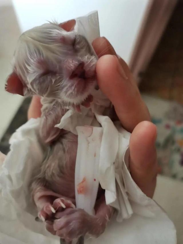 胎儿多少周出生，胎儿正常出生是多少周（史上最全猫咪怀孕生产攻略~强烈建议收藏）