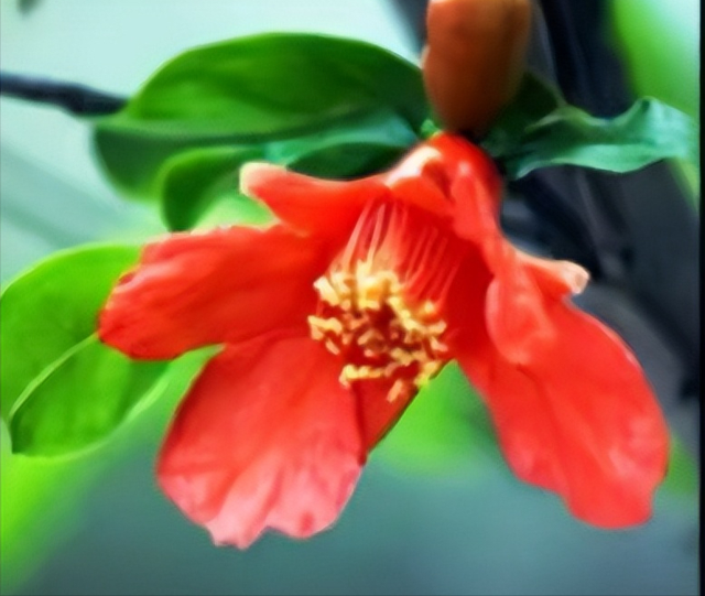 描写红色的诗句，十首红色诗词有哪些（五月吟红诗十首）