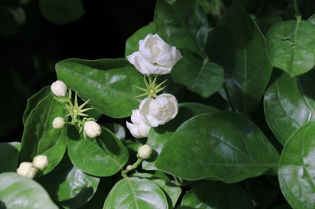 茉莉花可以泡茶吗，茉莉花茶哪个好喝（却不适合“在家”养）