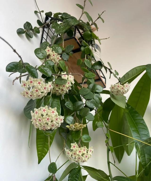 匍枝根霉的有性生殖方式是，。A.同配B.异配C.卵式生殖D.接合生殖（就选“杂匍球兰”）