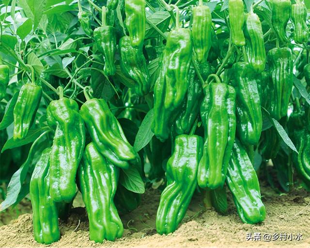 怎么判断尖椒、辣椒辣不辣，什么样尖椒不辣（辣椒老叶发黄，是缺镁还是病害）