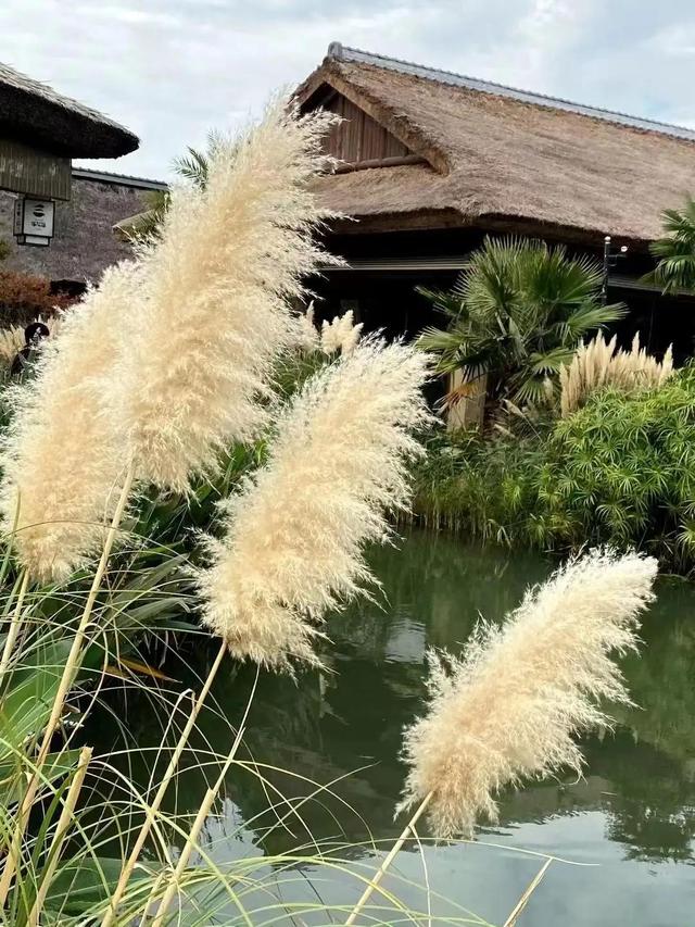 哪有什么岁月静好的完整诗句是，岁月静好的完整诗句是什么（ 纪念“九一八”）