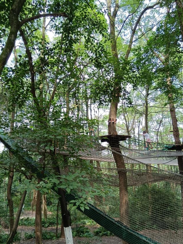 歌乐山森林公园，重庆主城700米高山-歌乐山森林公园乘凉