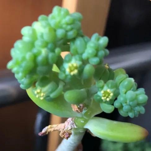 鲜花的花语和花的数目的寓意，鲜花数量的寓意（100种迷人的“数字花”）