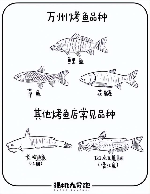 清江鱼和鲶鱼的区别，清江鱼和鲶鱼的区别是什么（烤鱼到底是不是起源于万州）