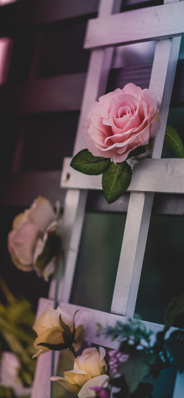 风景静物背景图|谢谢光临.，静物背景图片（花卉摄影壁纸图文解说）