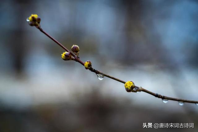 漫天的雪花在你眼里如什么哪，在你的眼里雪花是什么（来吧，让我们看一场春雪）
