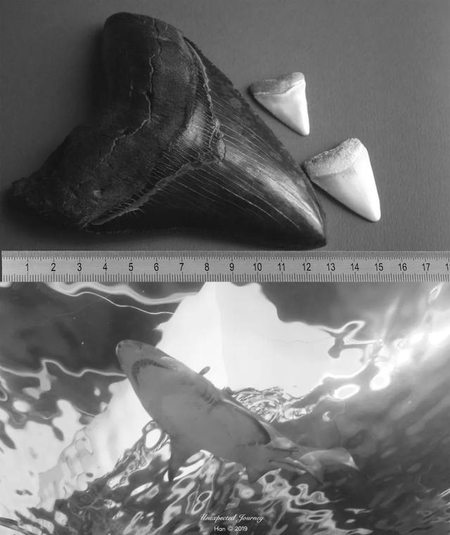 什么是具足虫，具足虫平安名堇（窥探奇异生物的世界）