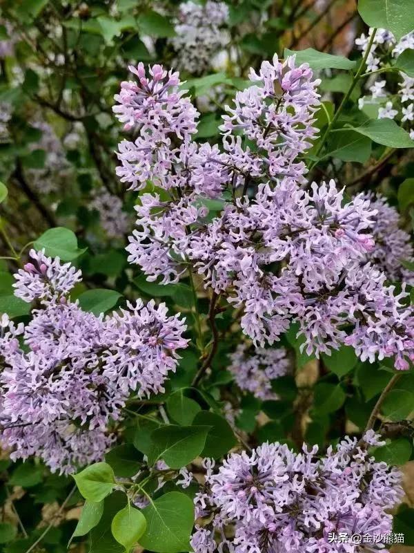 春天的花有哪些，夏天的花有哪些（<一>棣棠花、紫荆花、梨花和丁香花）
