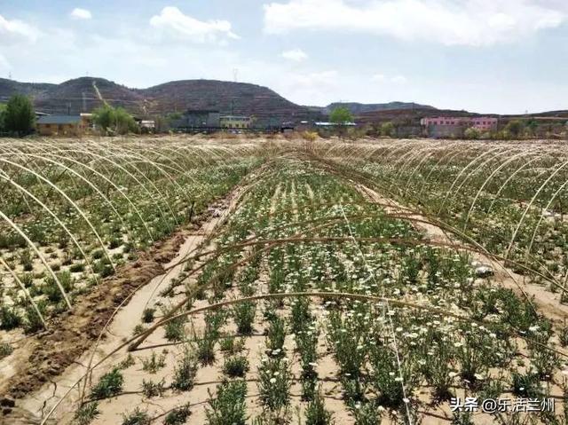 12月21日是什么日子，农历十二月二十一日是什么日子（金城最早的发源地西固）