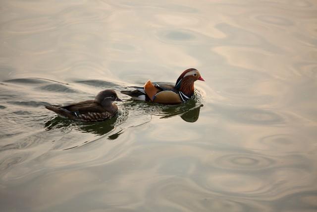 做什么梦说明爱情要来了，什么梦预示真爱到了（爱情魅力追求梦）