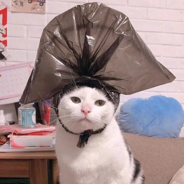 搞怪动物表情包，微信头像，搞怪动物表情包（收集一些搞怪的动物头像）