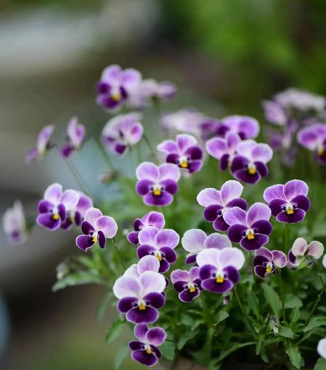 春天开的常见的花，春天开的常见的花图片（超齐全的播种时间表）