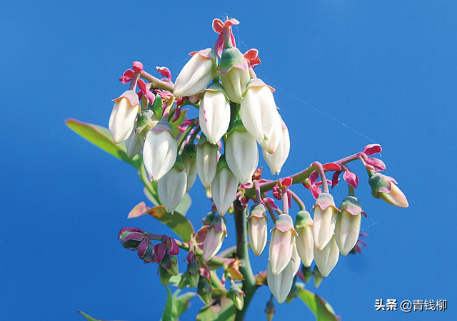 蓝莓哪个品种最甜，蓝莓品种有哪些（三个兔眼蓝莓品种南京地区引种表现及配套栽培技术）