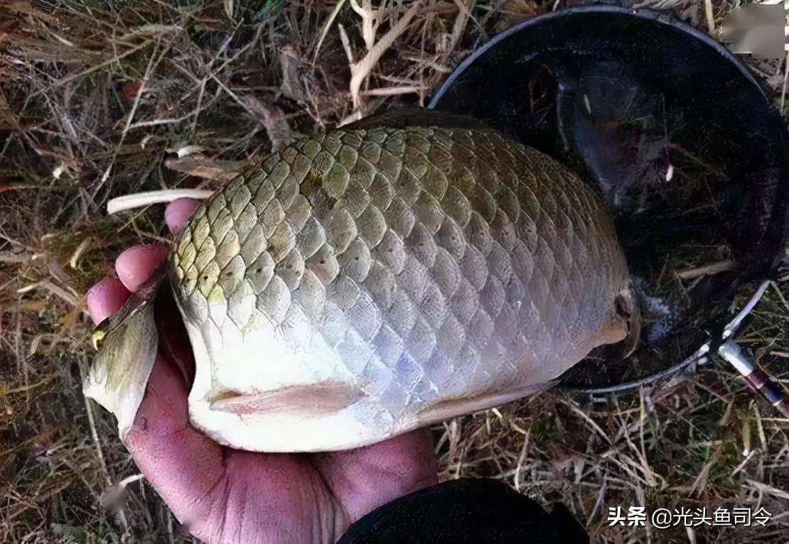 夢見一杆釣兩條魚,釣深還是釣淺-解夢-榮耀易學