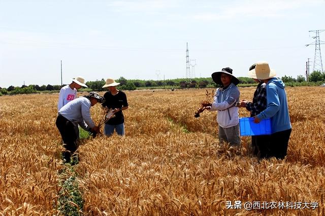 生产实习，生产实习心得体会（我校“三夏”生产实习全面启动）