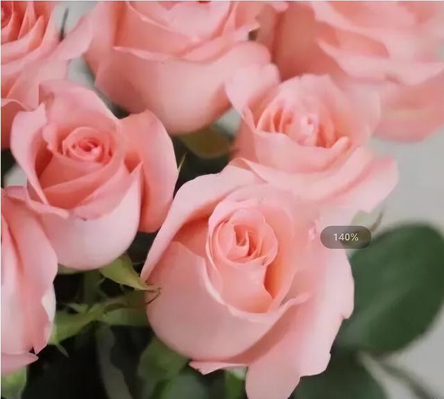 26朵玫瑰代表什么意思，26朵玫瑰花语什么意思（粉玫瑰戴安娜 探秘）