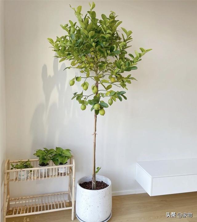 10种好看的鸟，这8种造型又漂亮又好养