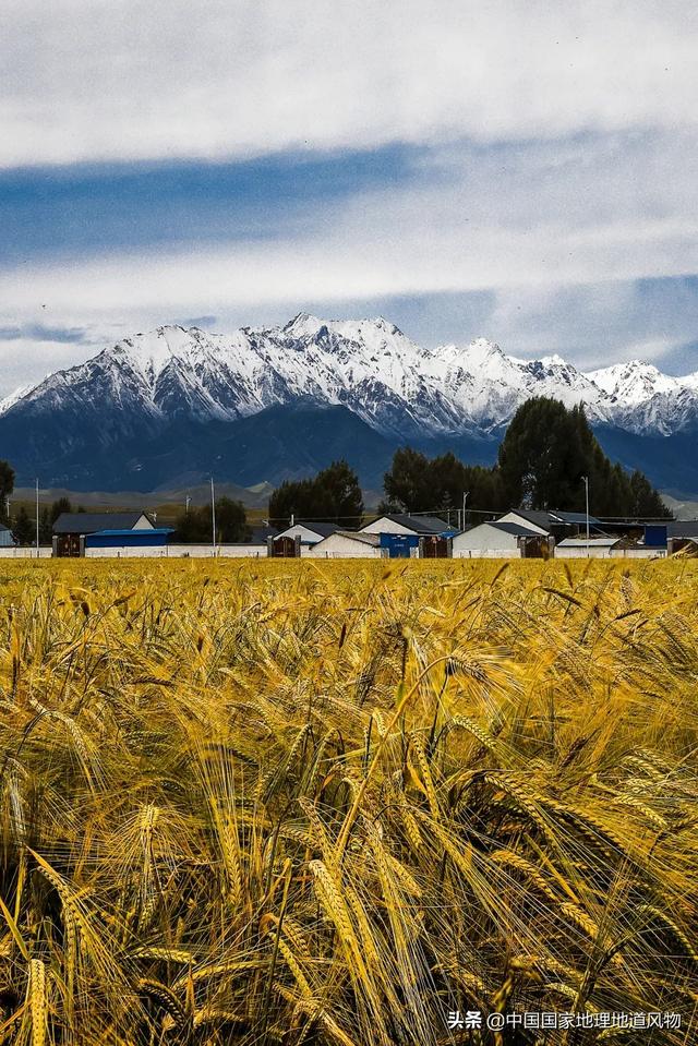 甜津津的食物有哪些，甜津津的食物有哪些呢（最地道的甘肃风味）