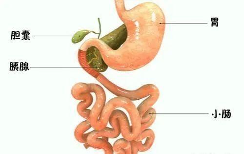 十种刮油食物有哪些，几种刮油的食物（网传的十种刮油食物）