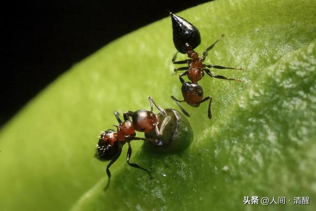 蚂蚁喜欢吃什么食物,大象爱吃什么东西(关于各种蚂蚁的简介) 蚂蚁喜欢吃什么食物,大象爱吃什么东西(关于各种蚂蚁的简介)
