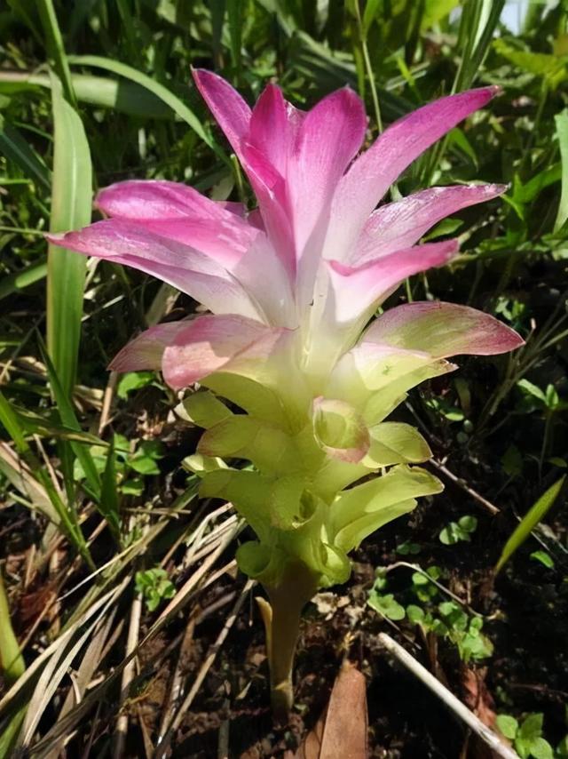 姜的种类和功效，姜的种类和功效和作用（12种姜科的辛香料）