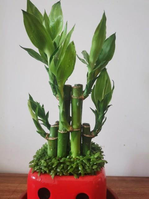 客厅摆放富贵竹