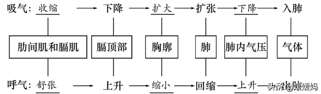 草履虫的结构，草履虫的结构层次模式图（应考技巧丨初中生物识图题常用结构示意图）