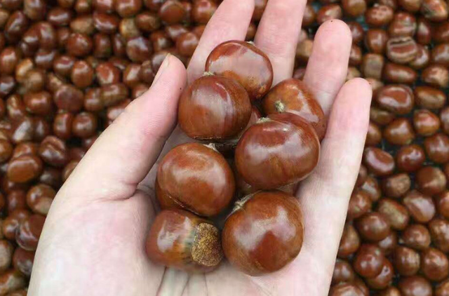 炒板栗简单实用版怎么做，想吃糖炒栗子不用买