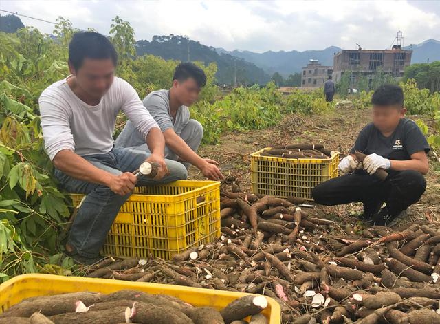 红薯粉是木薯粉吗，红薯粉和木薯粉一样吗（木薯是世界公认的“粗粮”）