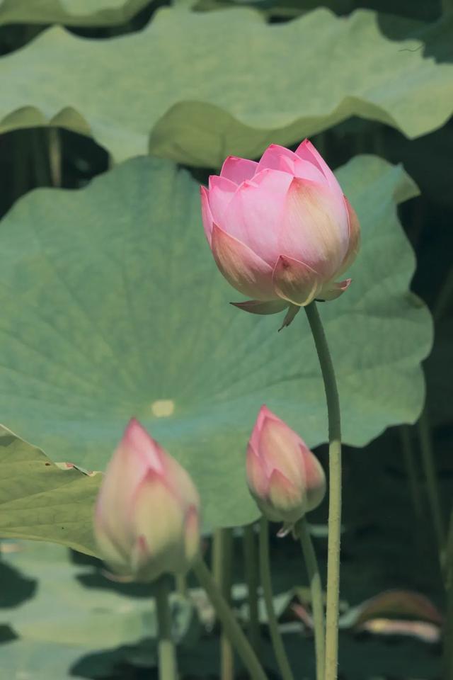 普陀山旅游攻略最新，普陀山旅游攻略2021（期待与你在普陀山朱家尖的邂逅~）