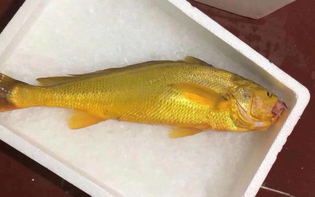 大黄鱼（大黄鱼图片，7.1斤大黄鱼4.2万（大小黄鱼图片）
