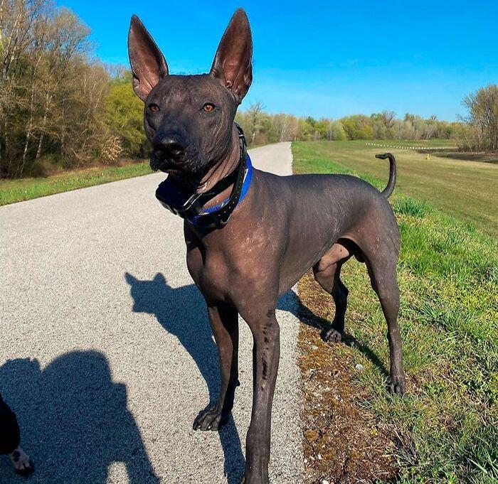 宠物狗的品种及价格图片大全(世界稀有犬种盘点) - 赤虎壹号