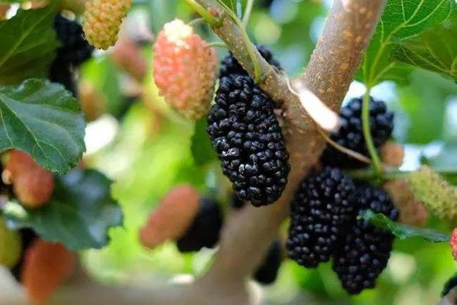黑树莓的功效和作用，黑树莓的药用价值（那些年我们一起吃过的野果）