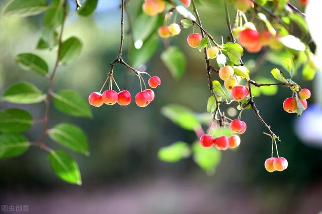 春种一粒粟的下一句，春种一粒粟下一句（惜福：春种一粒粟，锄禾日当午）