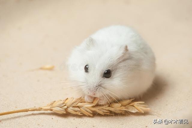 仓鼠眼睛周围发红，仓鼠眼睛周围红肿怎么办（我和仓鼠的二三事）